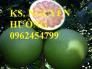 Bán giống cây bưởi da xanh, bưởi da xanh tôm hồng, bưởi da xanh ruột hồng