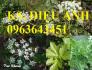 Chuyên cây giống, hạt giống đương quy số lượng lớn, hoạt chất cao, cam kết chất lượng.