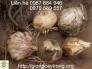 Bán Buốn Bán Lẻ Củ Giống Hoa Ly Hoa Tulip Trồng Tết 2017