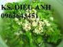 Bán cây giống thiên lý siêu hoa chuẩn F1, uy tín, chất lượng, giao hàng toàn quốc. LH 0963643451