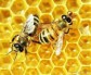 Mật ong nhãn nguyên