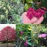 Hoa chuông Mỹ ( Pink Trumpet tree )
