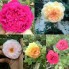Hoa hồng ngoại - Rouge royal, port sunlight, heritage, ambiance, alec' s red rose