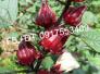 Bán hoa bụp giấm / atiso đỏ / hibiscus (sỉ và lẻ)