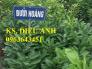 Cây giống bưởi hoàng chuẩn giống, chất lượng cao, giao hàng toàn quốc