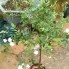 Hồng bạch trà bonsai và tree rose