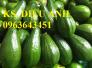 Cây giống bơ sáp, bơ booth (bơ bút) chuẩn giống, uy tín, giao cây toàn quốc.