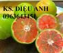 Bán cây giống chanh đào chuẩn F1, uy tín, giao hàng toàn quốc.