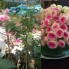 Hồng thân gỗ Mini eden