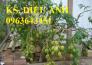Bán cây giống cóc Thái, cóc bao tử chuẩn F1, uy tín, giao cây toàn quốc