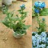 Hoa lưu ly ( Forget me not )