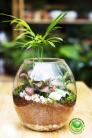 Terrarium Quà Tặng