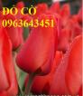 Bán củ hoa tuylip nhập khẩu Hà Lan, đủ màu, số lượng lớn, chất lượng cao, giao hàng toàn quốc