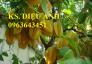 Bán cây giống khế chua, khế ngọt chuẩn F1, giao cây toàn quốc