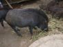 Bán Thịt Lợn Mán | Thịt Lợn Cắp Nách Tại Hà Nội