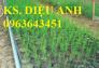 Bán cây giống, hạt giống măng tây xanh, măng tây tím chuẩn giống, chất lượng, giao hàng toàn quốc