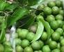 Cây giống sấu ghép, sấu hạt chuẩn giống, chất lượng cao, giao cây toàn quốc