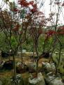 Cây phong lá đỏ lớn đẹp