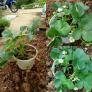 Chậu dâu tây Tết 2017