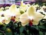 Sỉ lan hồ điệp Tết 2017