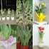 Sỉ tulip chậu tết Đà Lạt