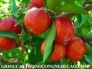 Chuyên cung cấp giống cây sơri ,quả sơri, cây giống quả sơri, sơri , giống cây quả sơri