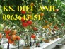 Chuyên cung cấp các loại hạt giống cà chua: Cà chua bi, Cà chua tím,