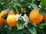Chuyên cung cấp các loại giống cây cam vinh, cam kết chuẩn giống, giao cây toàn quốc.