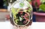 Terrarium chai thủy tinh