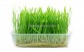 Chuyên phân phối sỉ lẻ hạt giống cỏ lúa mì uy tín chất lượng từ Mỹ
