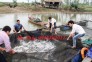 Lưới lồng bè nuôi cá tại Lạng Sơn, yên bái