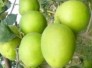 Bán giống táo ngọt D28, quả to ngọt, số lượng lớn, giao cây toàn quốc.