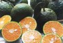 Chuyên cung cấp giống cây cam sành,cam sành,cam,cam sành bắc giang,cam sành,cam