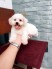 HCM - Bé đực Tiny Poodle chuẩn đẹp tìm chủ yêu thương.