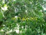 Cây giống Chanh Không Hạt