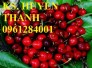 Bán cây giống cherry nhập khẩu, số lượng lớn, giao cây toàn quốc.