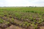 Thông báo về việc triển khai dự án trồng và thu mua sản phẩm cây đinh lăng.