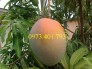 Giống cây xoài úc