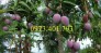Giống cây xoài tím, xoài tím, cây xoài, cây xoài tím, kĩ thuật trồng xoài tím
