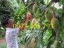 Chuyên cung cấp cây giống cây xoài đài loan miền Nam giá rẻ