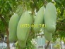 Giống cây xoài thái, xoài thái, cây xoài thái, xoài, cây xoài, kĩ thuật trồng xoài thái