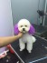 Nhận phối giống chó Poodle tiny trắng