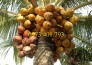 Giống cây dừa xiêm lùn đỏ, dừa xiêm lùn đỏ, cây dừa xiêm lùn, dừa xiêm, cây dừa xiêm, kĩ thuật trồng dừa xiêm