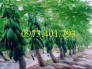 Cây Giống Đu Đủ Đài Loan, Cây Đu Đủ, Đu Đủ, Đu Đủ Đài Loan, Kĩ Thuật Trồng Đu Đủ