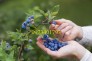 Cây Giống Việt Quất chất lượng