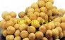 Giống Cây Bòn bon uy tín, giá rẻ