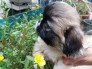 Bán Chó con Bắc Kinh thuần chủng 2 tháng tuổi