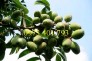 Cây giống trám đen, trám đen, cây trám đen, kĩ thuật trồng trám đen