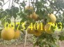 Cung cấp giống cây Bưởi Đỏ Tân Lạ chất lượng, giá rẻ