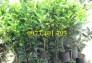 Cung Cấp Giốngbưởi lùn Tứ Xuyên nhập khẩu giá rẻ